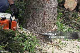 Best Firewood Processing and Delivery  in Francisville, KY