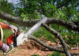Tree and Shrub Care in Francisville, KY