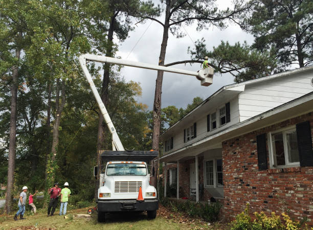 Professional Tree Care in Francisville, KY