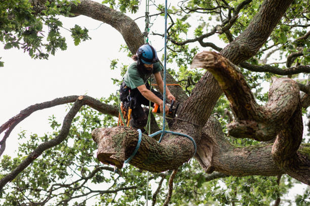 How Our Tree Care Process Works  in  Francisville, KY