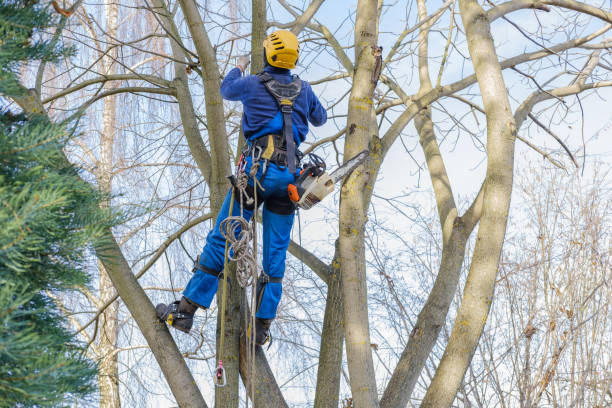 Best Arborist Consultation Services  in Francisville, KY