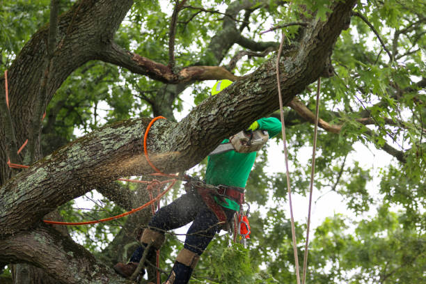 Best Tree Maintenance Programs  in Francisville, KY