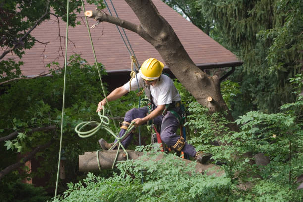 Best Lawn Fertilization  in Francisville, KY