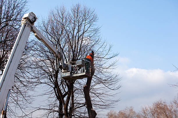 Best Tree Mulching  in Francisville, KY